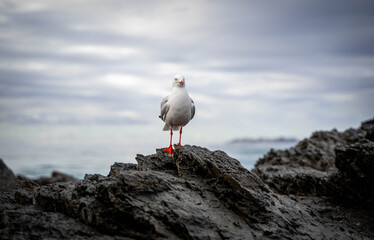 Seagull on rock at beach