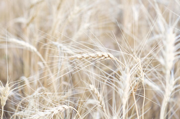 wheat ears in the summer field
