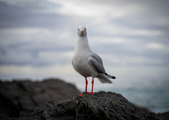 Seagull on rock at beach