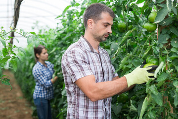 Focused skilled farmer controlling ripening of green tomatoes in farm glasshouse ..
