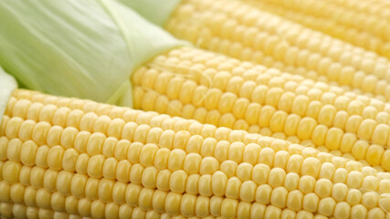 agriculture, background, cereals, closeup, cob, corn, corn cobs, farm, farming, food, fresh, gold, golden, grain, harvest, healthy, heap, ingredient, maize, mexican food, nutrition, organic, popcorn, 