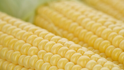 agriculture, background, cereals, closeup, cob, corn, corn cobs, farm, farming, food, fresh, gold, golden, grain, harvest, healthy, heap, ingredient, maize, mexican food, nutrition, organic, popcorn, 