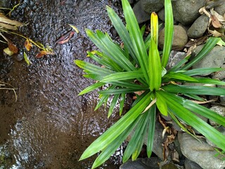 green plant and stone in the pond