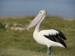 Fototapeta na wymiar Wild pelican