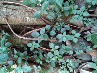 green leaves on the ground