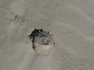 Blowfish