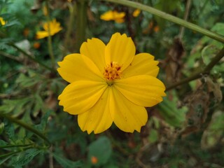 yellow flower in the garden