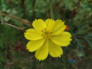 yellow flower in the garden