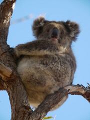 Wild koala