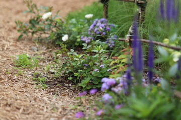 小さな小道の小さな花
