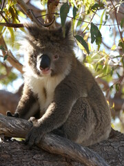 Wild koala