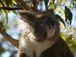 Wild koala