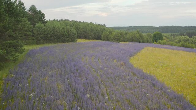 Blue cyanosis plant. The field planted with the plant is blue cyanosis. Cornflower flowers on a background of wheat ears.