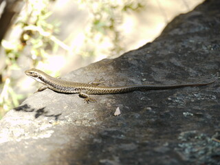 Australian Lizard