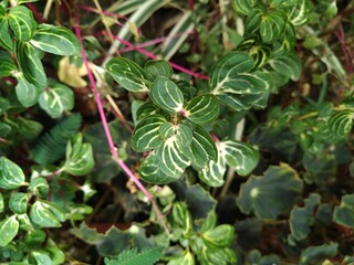 green leaf background