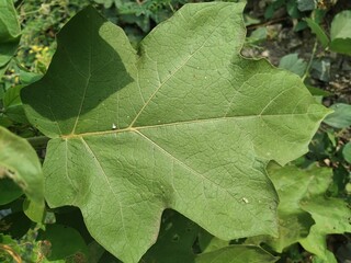 close up of green leaf