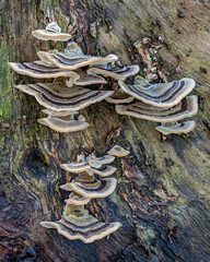 Trametes versicolor polypore bracket fungi growing on old tree trunk - NSW, Australia