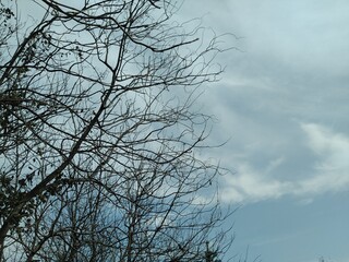 tree branches against blue sky