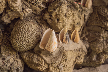 Chua Tu Van temple made of shells and corals or the dragon maze. Travel to Vietnam Concept