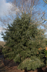 Green Foliage of Brewer's Weeping Spruce Tree (Picea breweriana) in a Garden in Rural Devon, England, UK