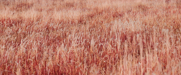 An image of a soft pink meadow that is used as a background image.
