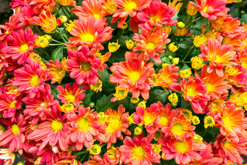 Yellow flowers. Chrysanthemums daisy flowers background yellow pattern.