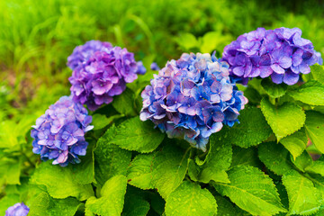 梅雨に咲く日本のアジサイ
