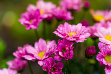 梅雨に咲く日本のアジサイ

