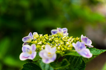 梅雨に咲く日本のアジサイ
