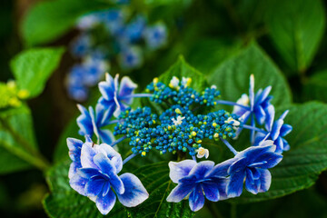 梅雨に咲く日本のアジサイ
