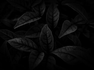 Fototapeta premium Beautiful abstract color gray and white flowers on dark background and light pink flower frame and dark leaves texture, dark background, colorful graphics banner, white leaves, black leaves