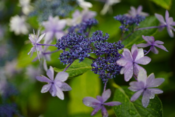 梅雨に咲く日本のアジサイ
