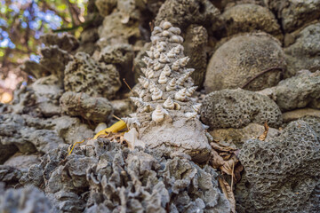 Chua Tu Van temple made of shells and corals or the dragon maze. Travel to Vietnam Concept