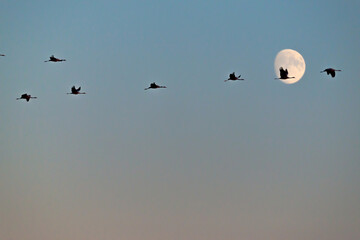Obraz premium survol de la Creuse - Grues par pleine lune