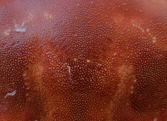 Macro del caparazón de un buey de mar cangrejo © Christina Lutz