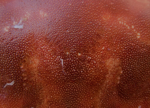 Macro del caparaz&oacute;n de un buey de mar cangrejo