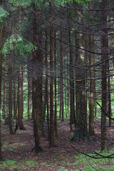 Fototapeta premium dense spruce forest on a cloudy morning