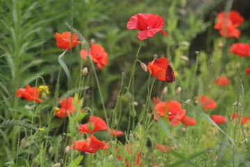 Plakat red poppy in the field