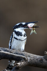 Pied kingfisher (Ceryle rudis)