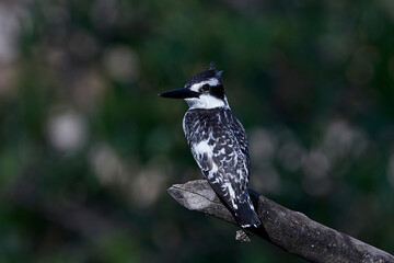 Pied kingfisher (Ceryle rudis)