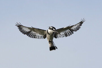 Pied kingfisher (Ceryle rudis)