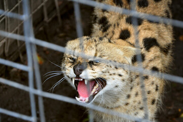 Frightened serval (Leptailurus serval) wild cat trapped in the cage meowing and growling, showing teeth