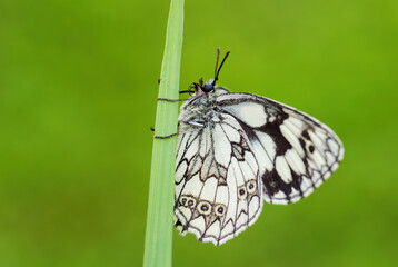 Marbled White butterfly - Melanargia galathea, beautiful black and white butterfly from European meadows, Zlin, Czech Republic.