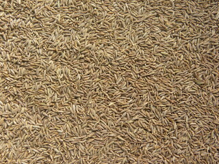 Brown color dry Cumin seeds