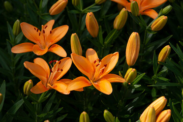 Orange lily, flowers and buds on dark background.