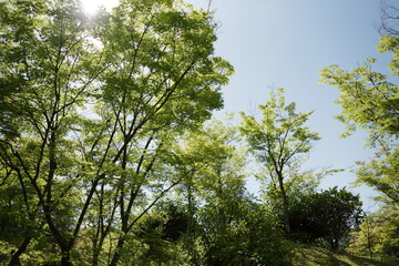 京都　桂　20150511