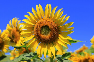 Large yellow sunflower bloomed on a farm field in hot summer day against the blue sky. Agricultural industry, production of sunflower oil, honey.