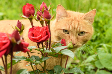Red cat among red roses in the garden