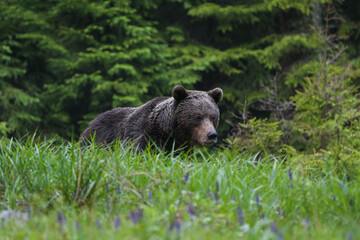 Magnificent male brown bear (ursus arctos) on meadow natural environment