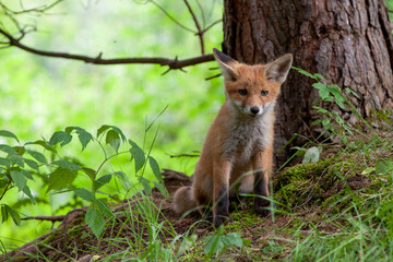 Fox cub (vulpes vulpes) in its natural habitat..The fox has a curious look